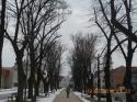Opižovanie líp na námestí 19.-22.2.2013 Opižovanie líp na námestí 19.-22.2.2013